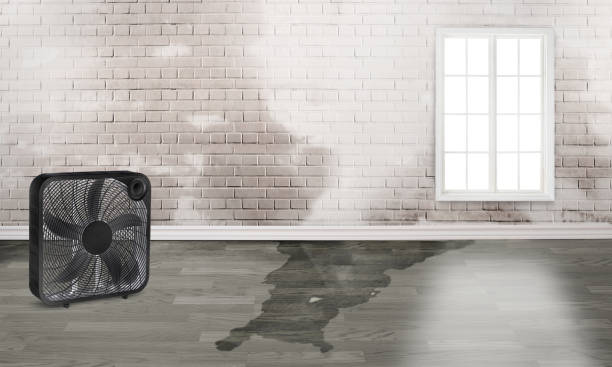 Best Professional water damage repair  in Le Center, MN