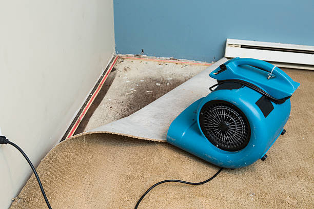 Best Ceiling water damage repair  in Le Center, MN
